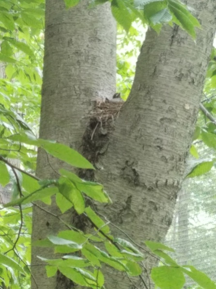 We spotted a robin feeding a baby in a nest